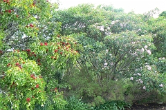 1017-Reis Zuid-Afrika2007